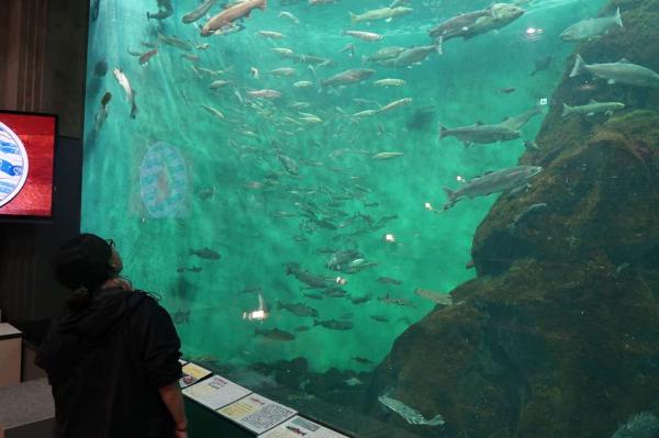 Sibetsu Salmon Park - Aquarium