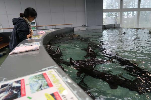 Sibetsu Salmon Park - Toothless