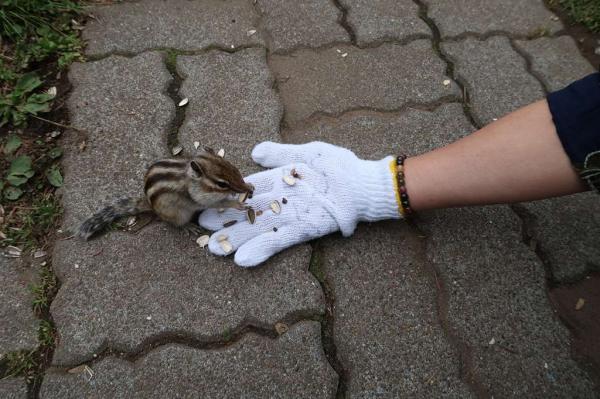 Okhotsk Chipmunk Park - Feeding cute chipmunks running around