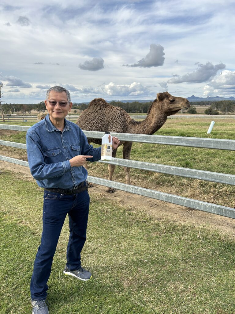 Camel farm trying out camel milk