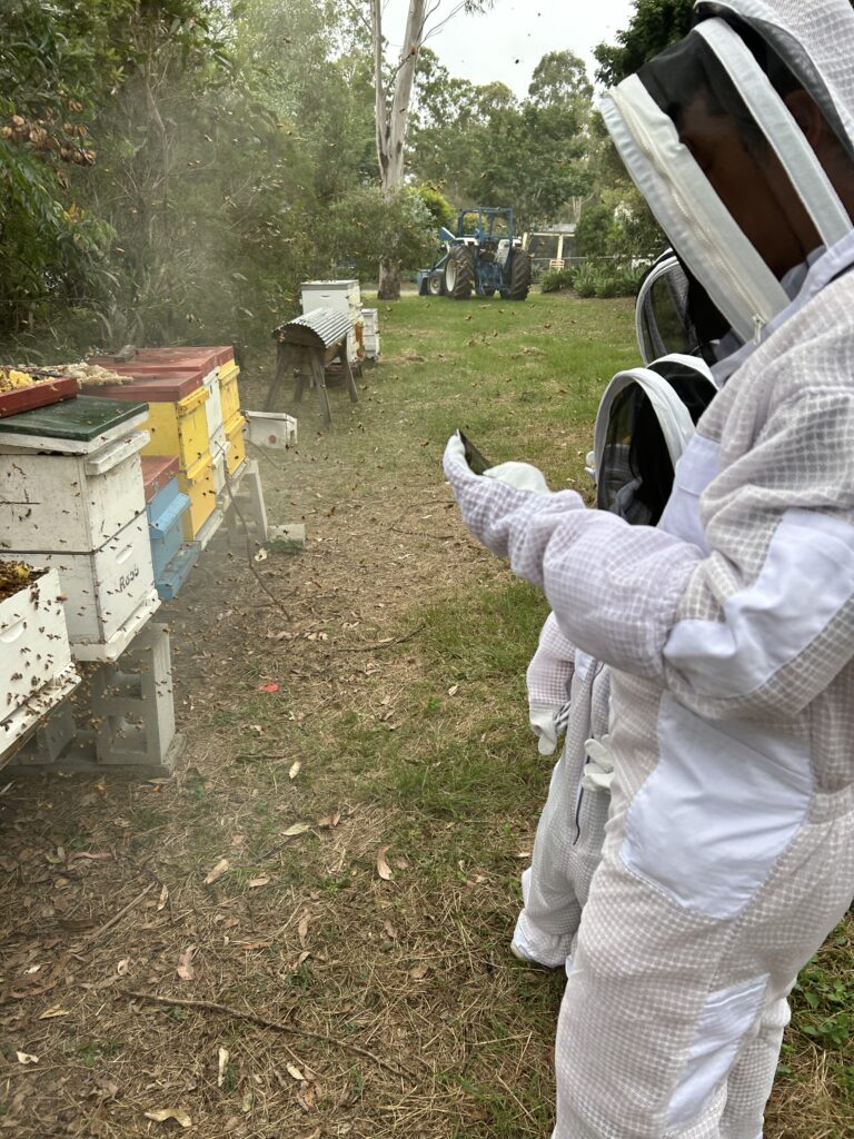 Bee farm at Brisbane Australia