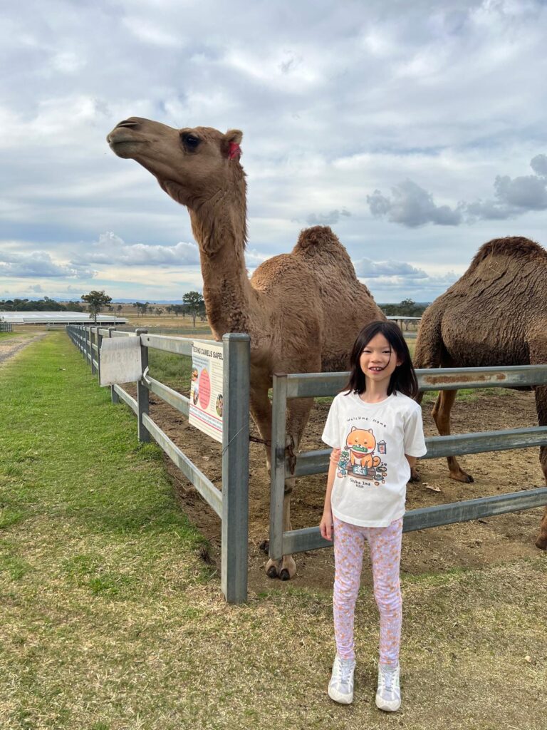 Camel farm trying out camel milk