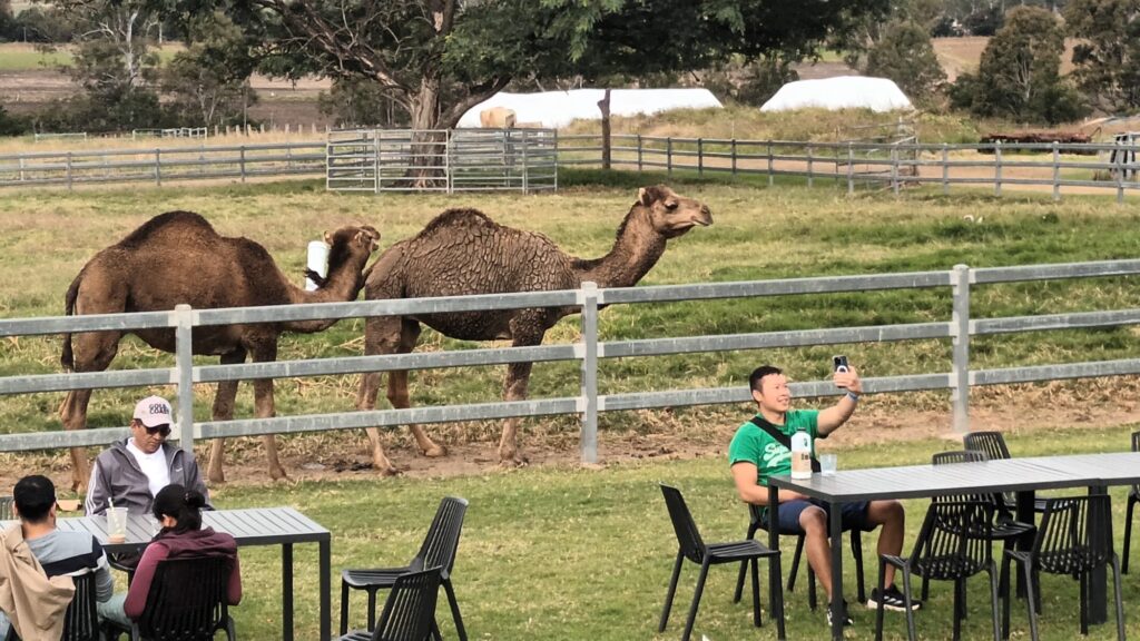 Camel farm trying out camel milk