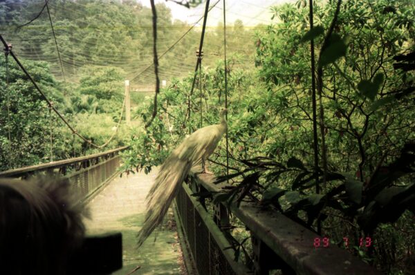 1989 Visit to Bird Park with Derric and Eric