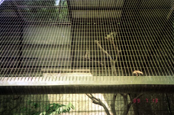 1989 Visit to Bird Park with Derric and Eric