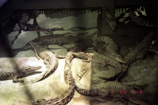 1989 Visit to Bird Park with Derric and Eric